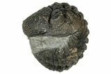 Wide, Enrolled Morocops Trilobite - Morocco #347241-1